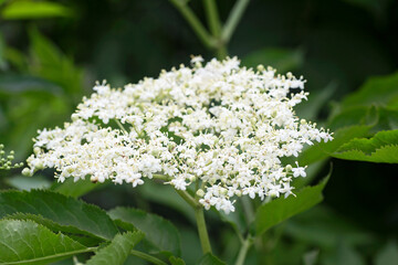 European black elderberry flowers. Elderberry blossom. Elderberry flowers. Elderflower in garden.