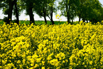 Yellow mustard field on a background of trees