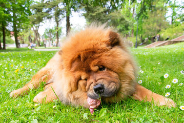 Chow chow lying on the grass, Chinese breed, eating peace of meat.