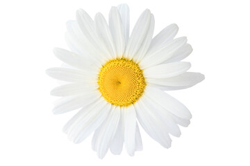 Big camomile on a white background. Spring, summer concept.