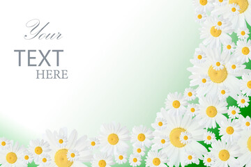 Banner with daisy flowers with a green background. Banner with camomile. Spring or summer background