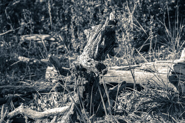 vieux tronc cassé