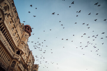 India birds