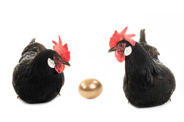 two Chicken and golden egg isolated on a white background.