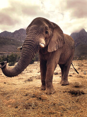 Fototapeta premium Big African elephant, hanging on the dry grass field, with big mountains and cloudy sky on the backround. African safari. Cape town 2018