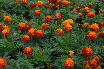 Obraz na płótnie Canvas Blooming marigold flowers - a common plant on urban lawns