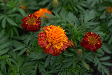 
Orange flower Merigold close-up