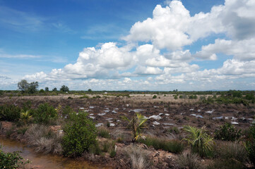 Mangroves are deliberately damaged to make fish and shrimp ponds and roads                             