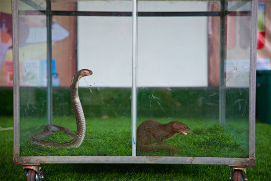 King Cobra Against Mongoose