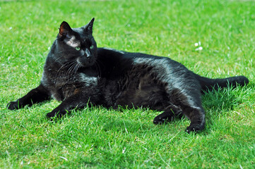 Black cat sat on a summer garden