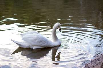 Naklejka premium White swan swimming in the lake