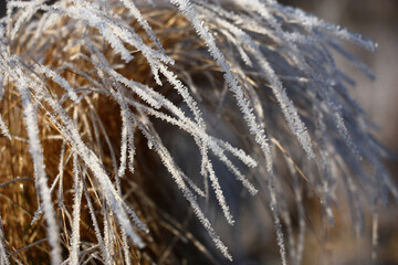 Fototapeta premium Winter frosty solar morning. The long dry grass of beige color is covered with scintillating crystals of hoarfrost.