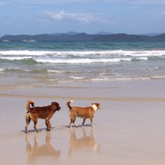 Beach dogs in Philippines
