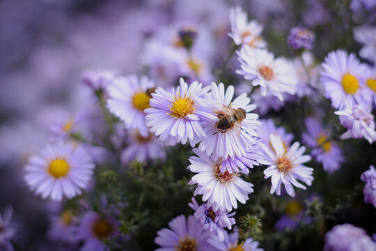 Little purple flowers and little bee. Daisies in the garden