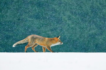 Red fox (Vulpes vulpes) on winter forest meadow in snowfall. Orange fur coat animal hunting in snow. Fox in winter nature ferrets about prey. Wildlife scene. Habitat Europe, Asia, North America.