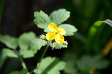 Yellow flower in the garden. Celandine flower on a green background. 