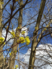 yellow maple tree