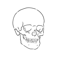 Hand painting of human skull. human skull, vector sketch illustration