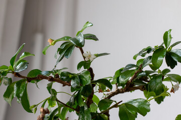 White flowers Bonsai Carmona microphylla