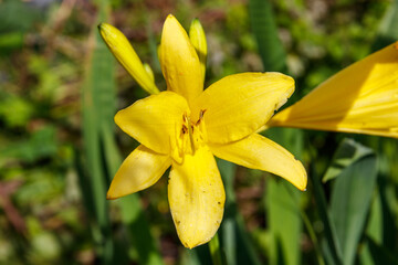 Yellow daylily (Hemerocallis lilioasphodelus) in a garden