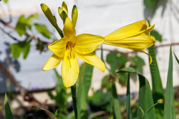 Yellow daylily (Hemerocallis lilioasphodelus) in a garden