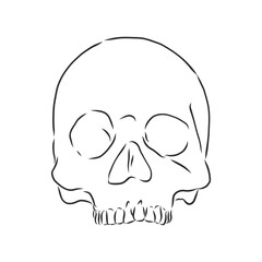 Hand painting of human skull. human skull, vector sketch illustration