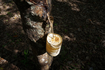 Rubber tree plantation. Milky latex extracted from rubber tree (Hevea Brasiliensis). Selective...