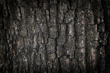 
tree bark texture. bark background with copy space