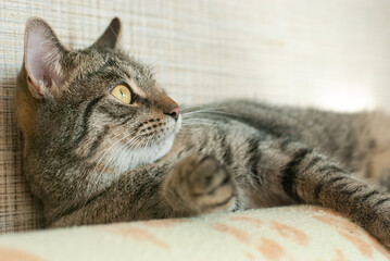 the cat is lying on the couch looking to the right