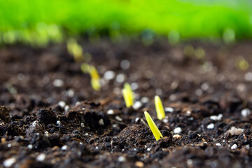 sprouts of corn sown in rows, against the background of soil