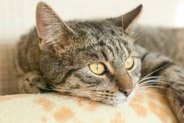 the cat is lying on the couch looking to the right