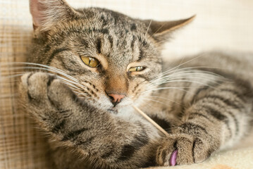 the cat is lying on the couch looking to the right