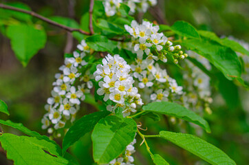 Blooming cherry branch against the blue sky. Beautiful natural background with flowers.