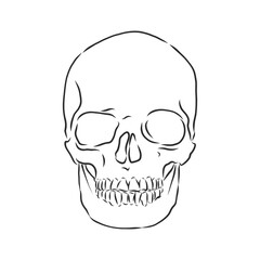 Hand painting of human skull. human skull, vector sketch illustration