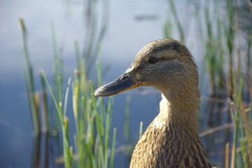 wild fenale Mallard duck in the water