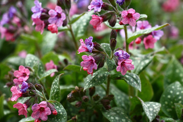 In a garden has expanded and blossoms small flowers pulmonaria saccharata.