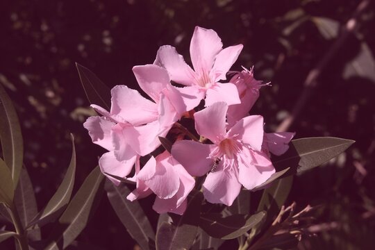 Oleander flowers. Vintage filter toned color image.