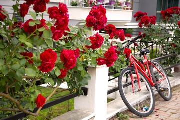 Fototapeta na wymiar red bicycle standing among beautiful red flowers
