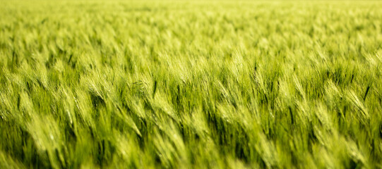 Green field