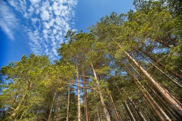 Fototapeta premium Landscape with the image of a pine forest in the Leningrad region