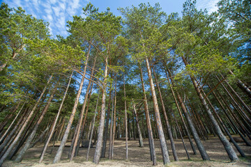 Landscape with the image of a pine forest in the Leningrad region