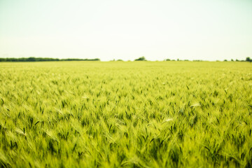 Green field
