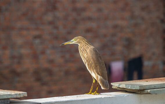 A picture of green heron or fish eater bird