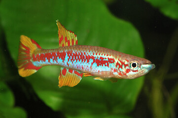 Aquarium killifish Aphyosemion louessense is described from the border area between Gabon and Congo...