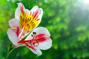 astrometry flower bud on a background of green leaves