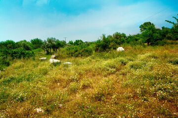 several stone and meadow landscapes