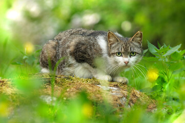 Cat in the forest on a flowering meadow. Selective focus on the eyes. Spring or summer concept