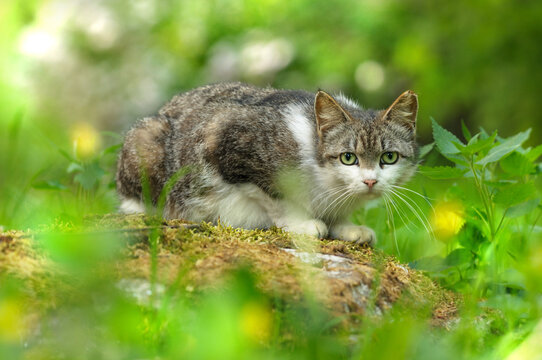 Cat in the forest on a flowering meadow. Selective focus on the eyes. Spring or summer concept