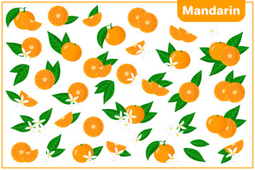 Set of vector cartoon illustrations with Mandarin exotic fruits, flowers and leaves isolated on white background