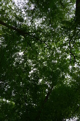 The wood in Stadtallendorf, Germany